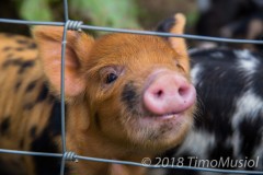 IMG_0408