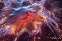 IMG_0694