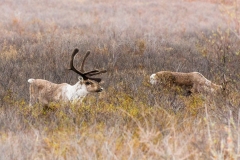 20190517_Alaska-14
