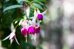 20190605_Alaska-5