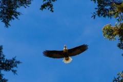 20190607_Alaska-11