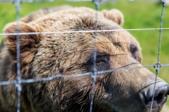 20190609_Alaska-17