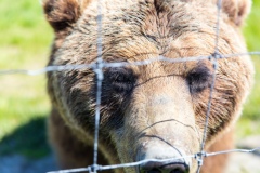 20190609_Alaska-18