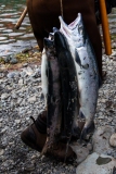 20190615_Alaska-14