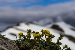 20190615_Alaska-4