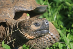 Galapagos 